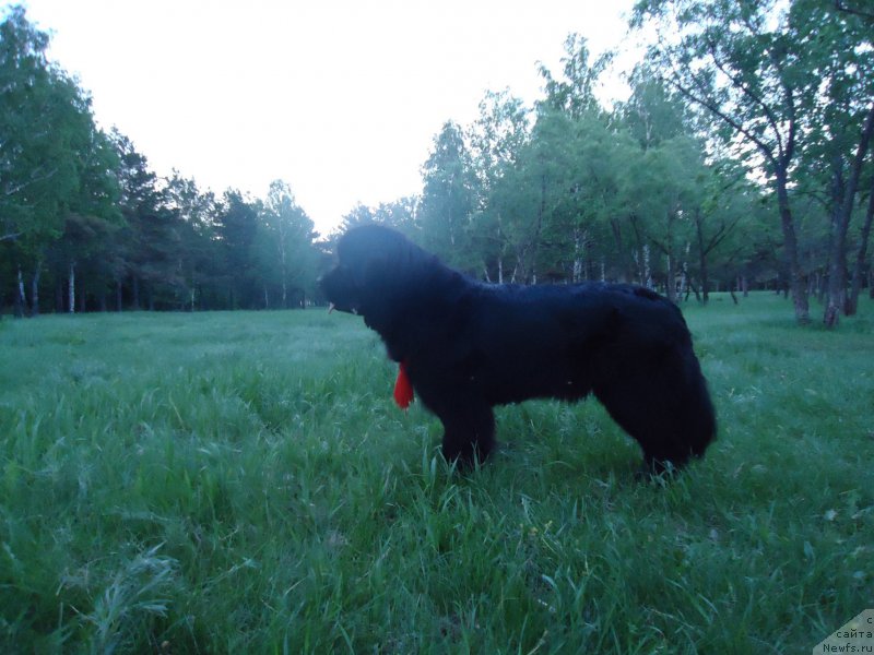 Фото: ньюфаундленд Uvertyura Toyanskaya iz Tihogo Omuta (Увертюра Тоянская из Тихого Омута)