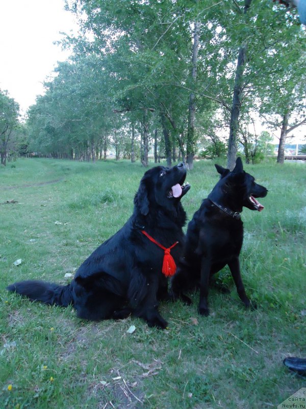 Фото: ньюфаундленд Uvertyura Toyanskaya iz Tihogo Omuta (Увертюра Тоянская из Тихого Омута)