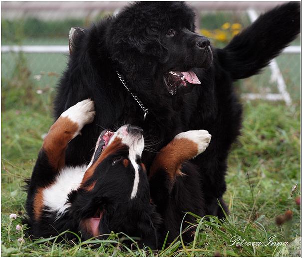 Фото: ньюфаундленд Zholli Wonderfull iz Medvejyego Yara (Жолли Вандерфулл из Медвежьего Яра), и Дюрбахлер Клаб Орро