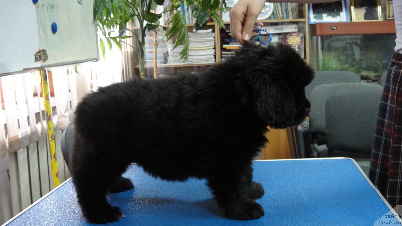 Фото: ньюфаундленд Prayd ot Laskovogo Del'fina (Прайд от Ласкового Дельфина)