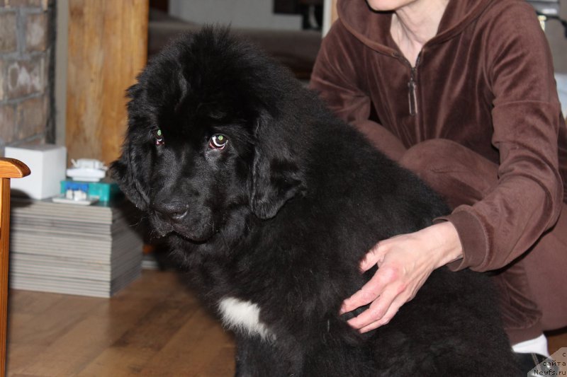 Фото: ньюфаундленд Frodo Lord of the Ring Super Mishka