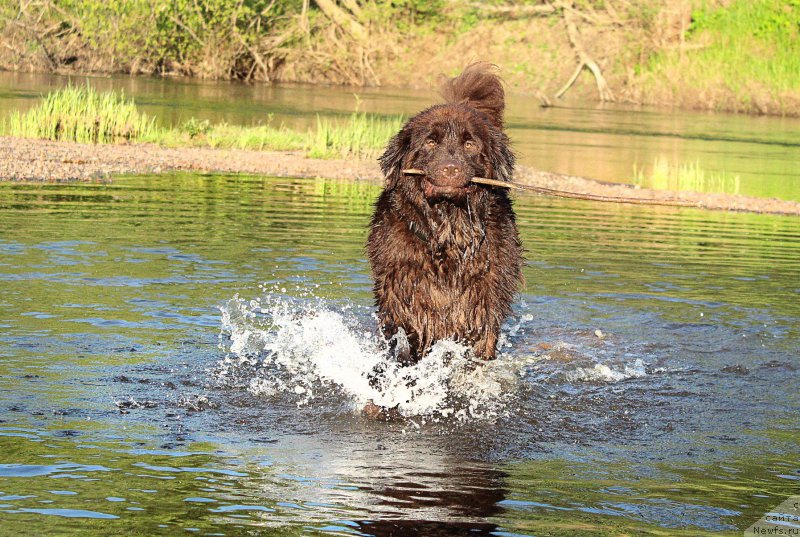 Фото: ньюфаундленд Sverkayuzhaya Gora Mashame (Сверкающая Гора Машаме)