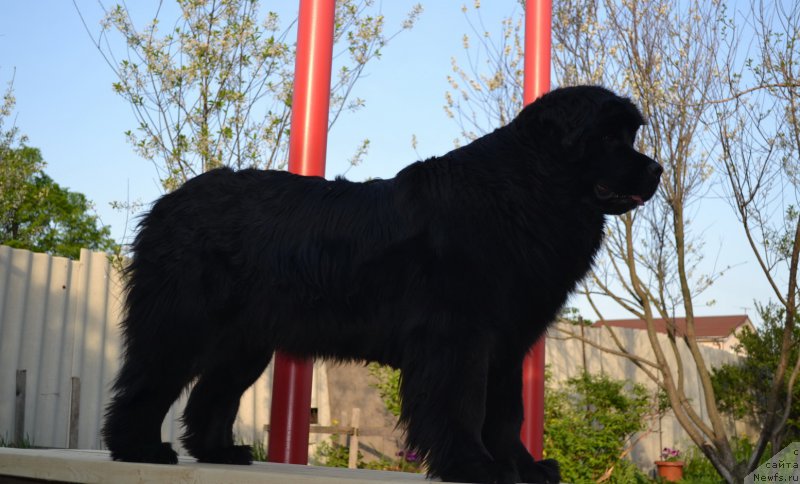 Фото: ньюфаундленд Talisman Morya Magiya Voln (Талисман Моря Магия Волн)