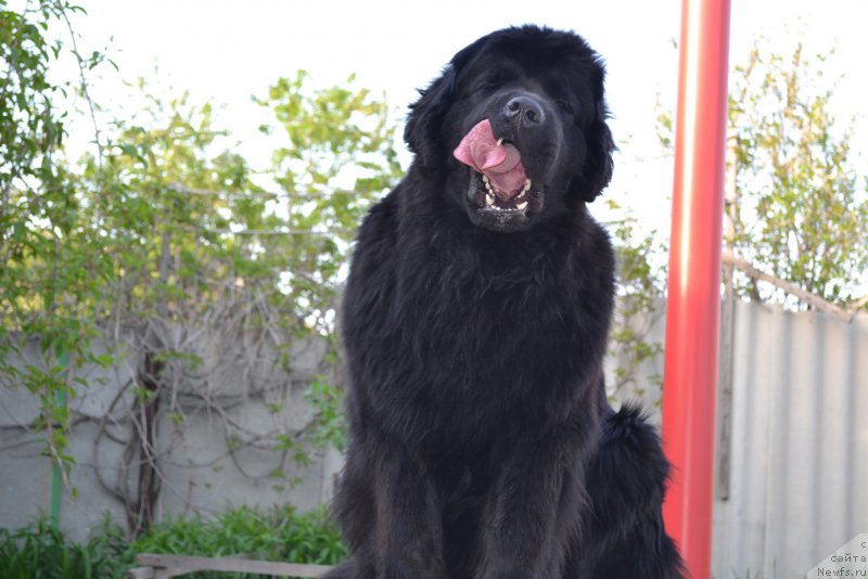 Фото: ньюфаундленд Talisman Morya Magiya Voln (Талисман Моря Магия Волн)