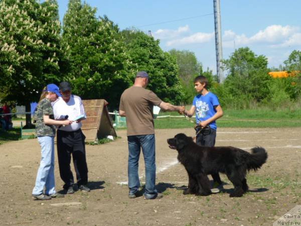 Фото: ньюфаундленд Eho Moskvy s Berega Dona (Эхо Москвы с Берега Дона), Миша.