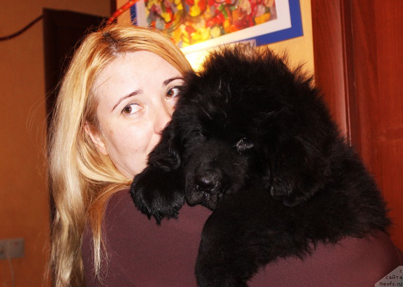 Фото: ньюфаундленд CHernyiy Balu Evsey (Черный Балу Евсей)