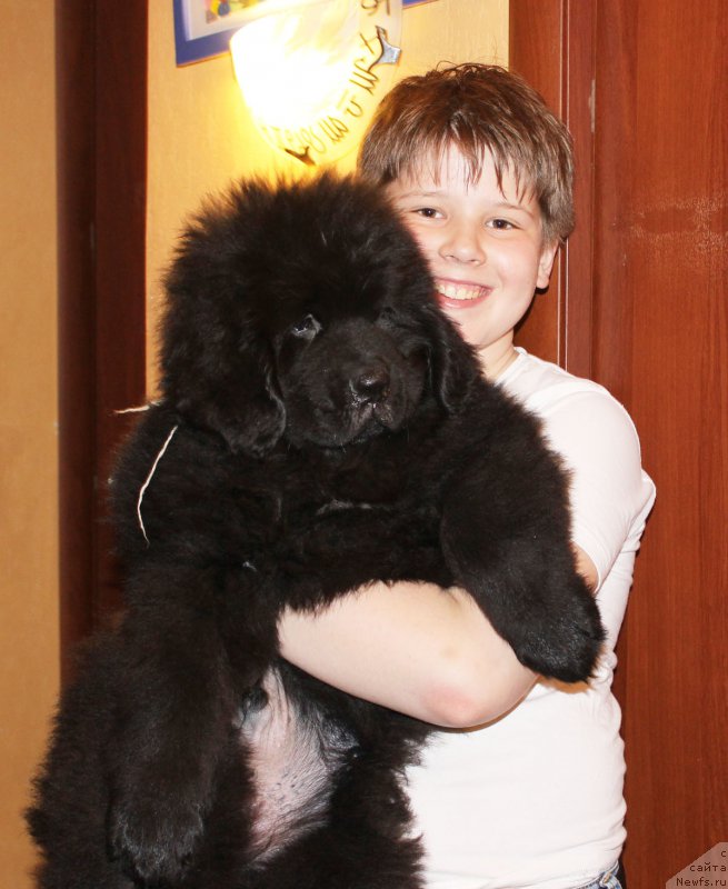 Фото: ньюфаундленд CHernyiy Balu Evsey (Черный Балу Евсей)