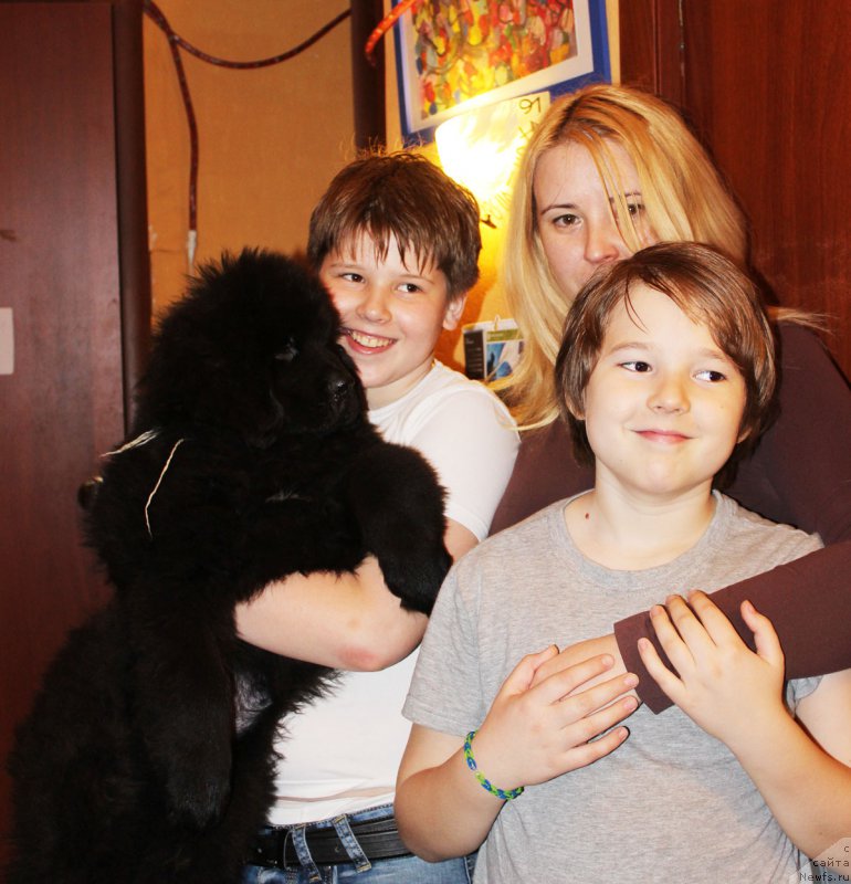 Фото: ньюфаундленд CHernyiy Balu Evsey (Черный Балу Евсей)