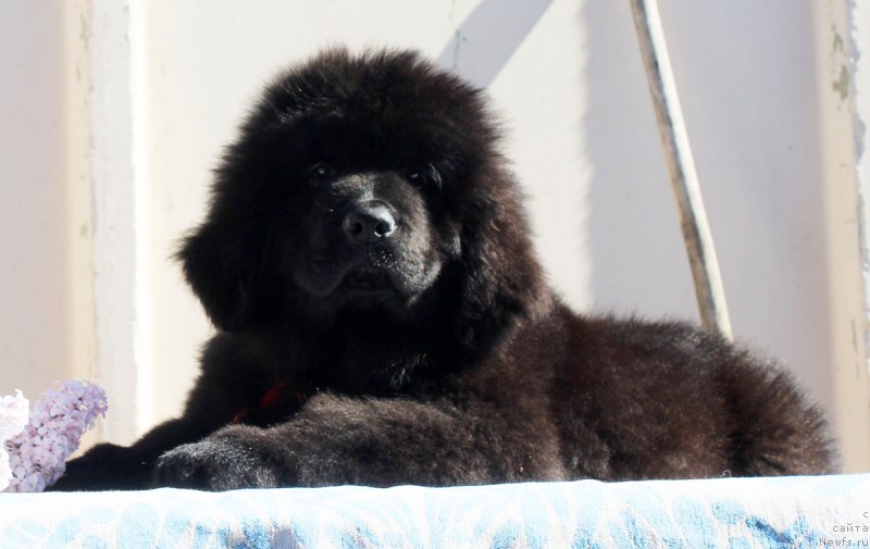 Фото: ньюфаундленд CHernyiy Balu Eseniya (Черный Балу Есения)