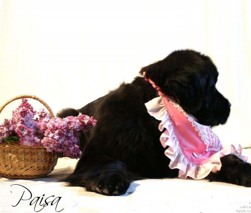 Фото: ньюфаундленд Chernaya Mafia Maybe She Will (Черная Мафия Маубе Ше Вилл)