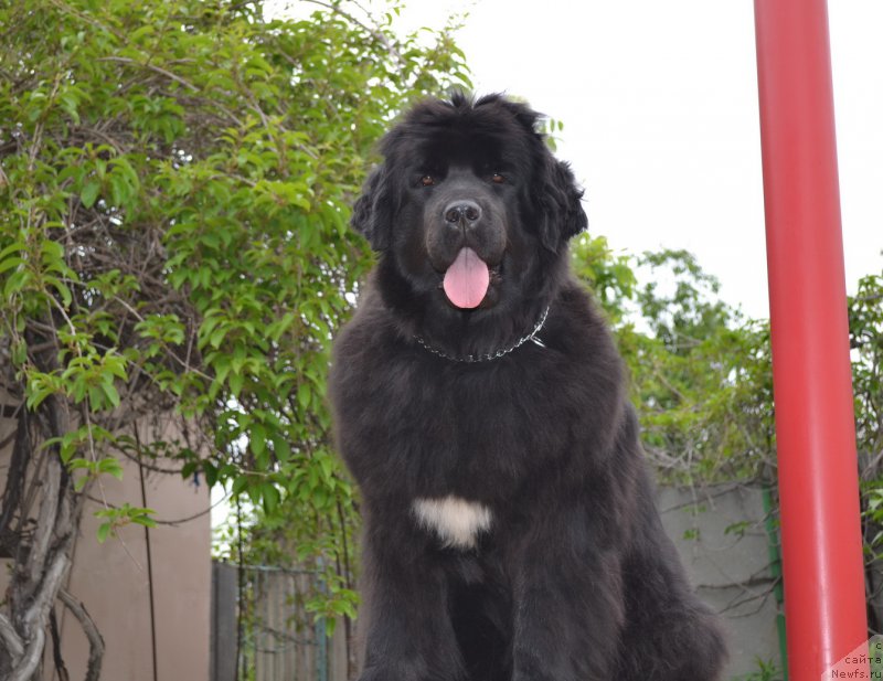 Фото: ньюфаундленд Talisman Morya Mishel' (Талисман Моря Мишель)