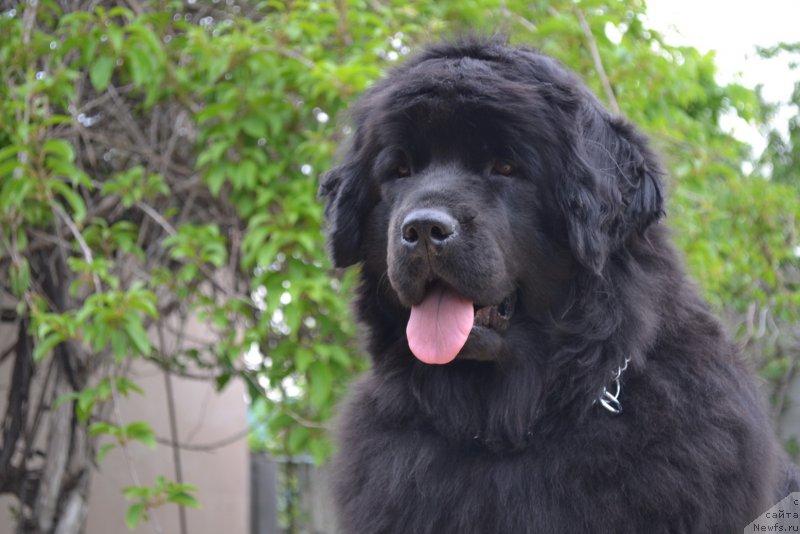 Фото: ньюфаундленд Talisman Morya Mishel' (Талисман Моря Мишель)