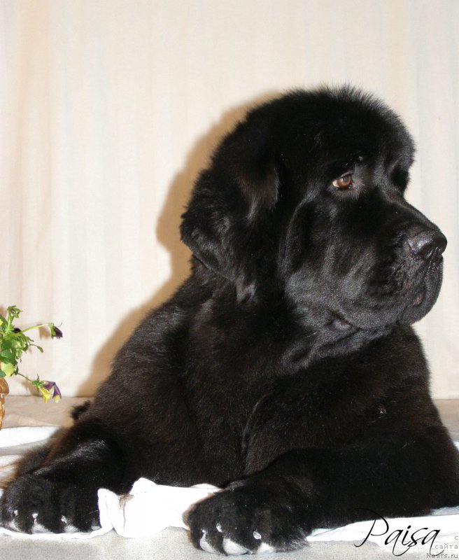 Фото: ньюфаундленд Chernaya Mafia Maybe She Will (Черная Мафия Маубе Ше Вилл)