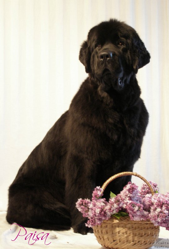 Фото: ньюфаундленд Chernaya Mafia Maybe She Will (Черная Мафия Маубе Ше Вилл)