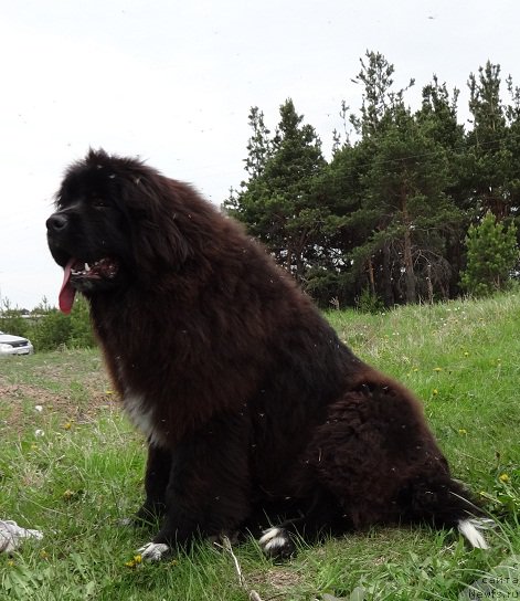 Фото: ньюфаундленд N'yufort Azet Abayya (Ньюфорт Азет Абайя)