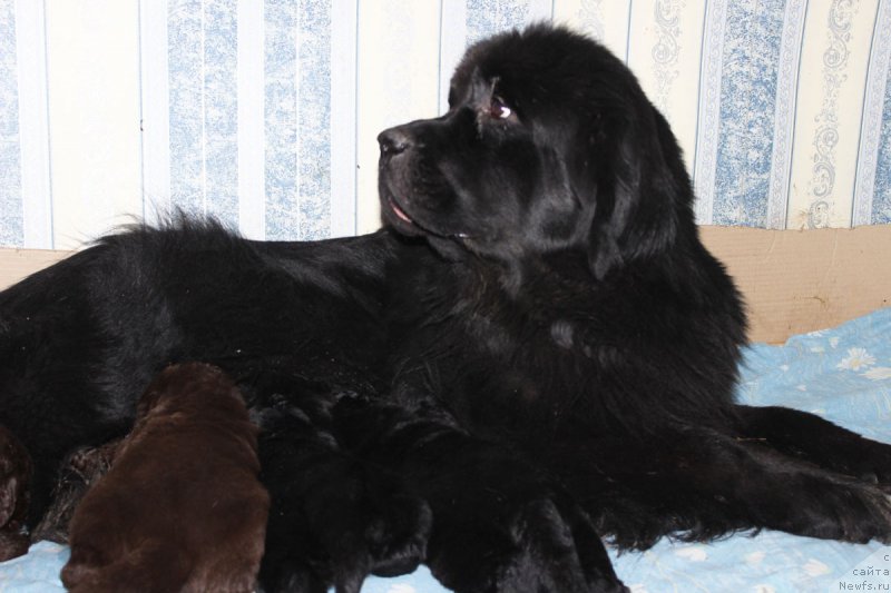 Фото: ньюфаундленд Argentina Lunnaya Noch' (Аргентина Лунная Ночь)