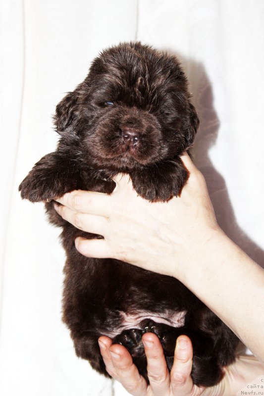 Фото: ньюфаундленд Brownblood MSK Zhani Osher (Браунблад МСК Жани Ошер)