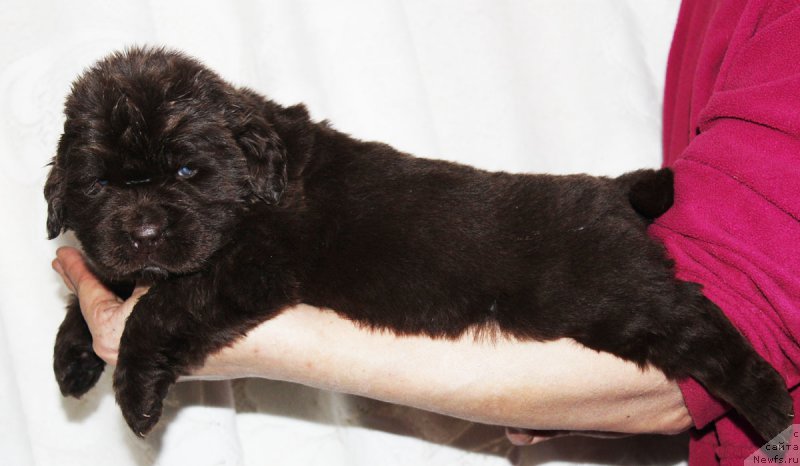 Фото: ньюфаундленд Brownblood MSK Zhani Osher (Браунблад МСК Жани Ошер)