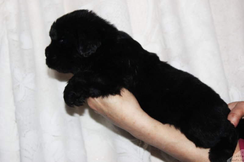 Фото: ньюфаундленд Brownblood MSK Zhansaya Shuli (Браунблад МСК Жансая Шули)