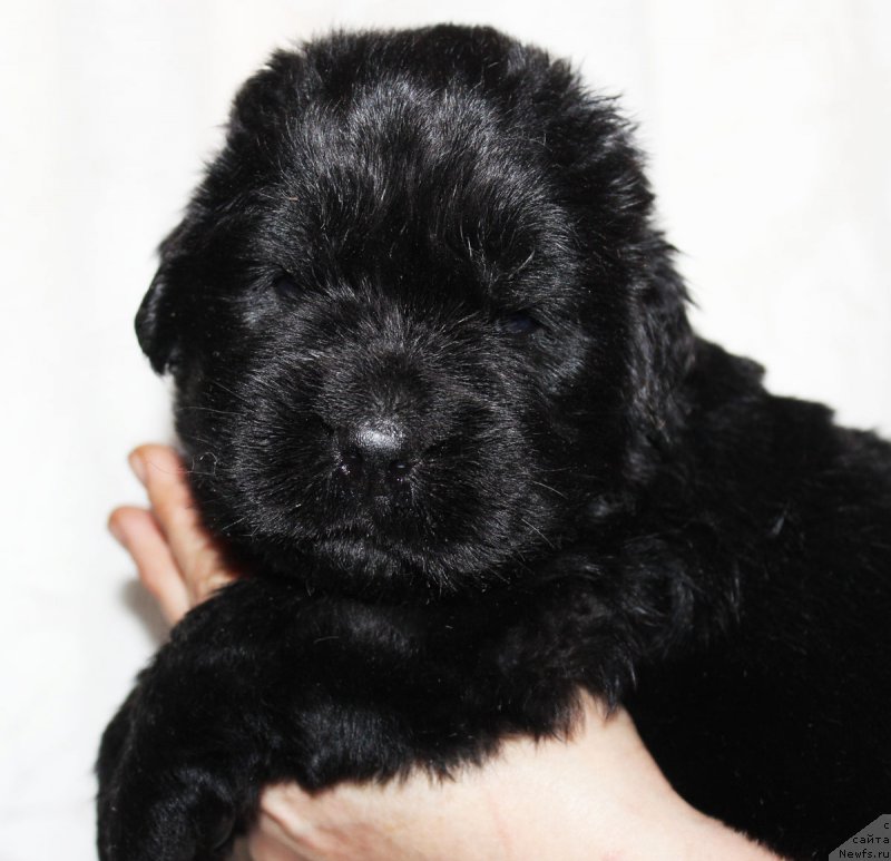 Фото: ньюфаундленд Brownblood MSK Zhansaya Shuli (Браунблад МСК Жансая Шули)