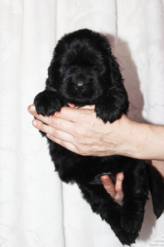 Фото: ньюфаундленд Brownblood MSK Zhansaya Shuli (Браунблад МСК Жансая Шули)