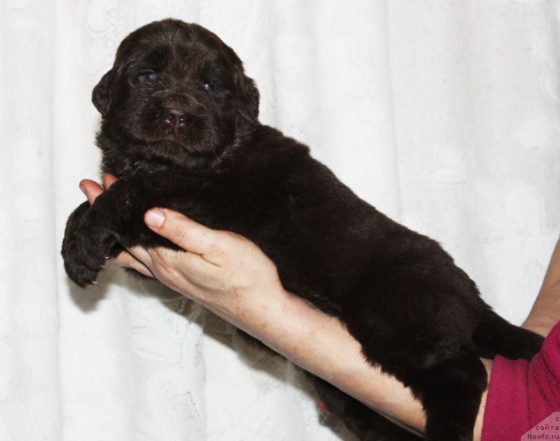 Фото: ньюфаундленд Brownblood MSK Zhanara Haya (Браунблад МСК Жанара Хайя)