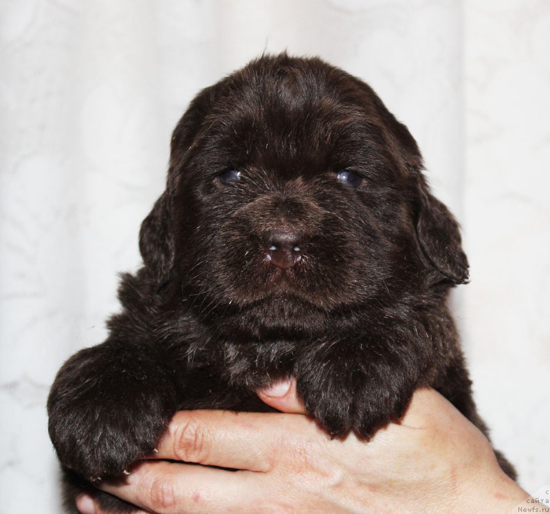 Фото: ньюфаундленд Brownblood MSK Zhanara Haya (Браунблад МСК Жанара Хайя)