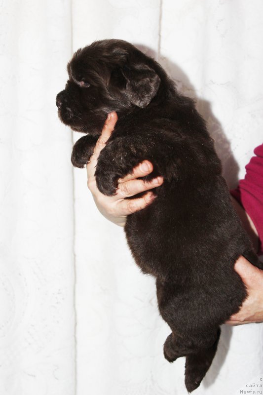 Фото: ньюфаундленд Brownblood MSK Zhanara Haya (Браунблад МСК Жанара Хайя)