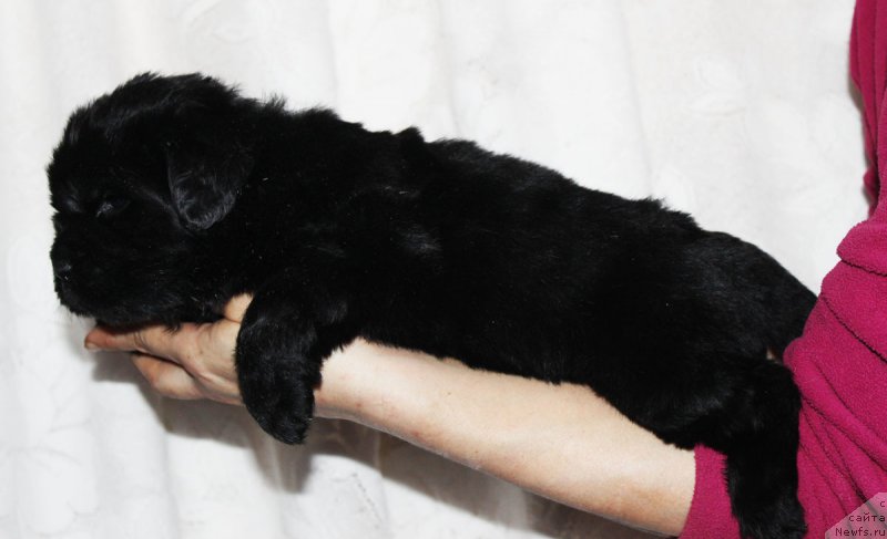 Фото: ньюфаундленд Braunblad MSK Jamal Amira (Браунблад МСК Жамал Амира)