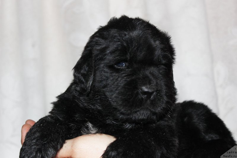 Фото: ньюфаундленд Braunblad MSK Jamal Amira (Браунблад МСК Жамал Амира)