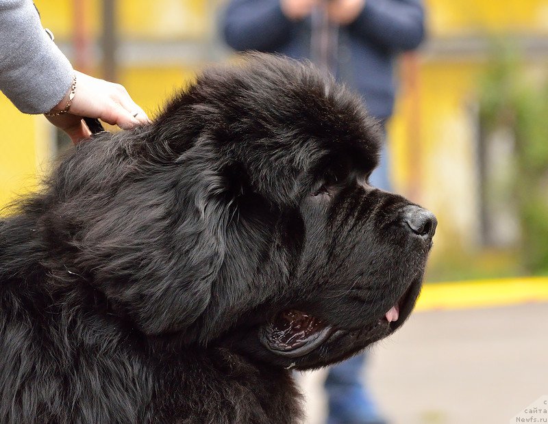 Фото: ньюфаундленд Beguschaya po Volnam Shaolin (Бегущая по Волнам Шаолинь)