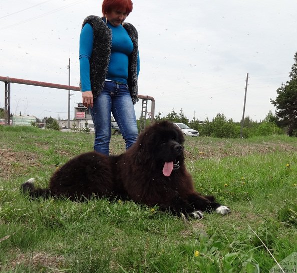 Фото: ньюфаундленд N'yufort Azet Abayya (Ньюфорт Азет Абайя)