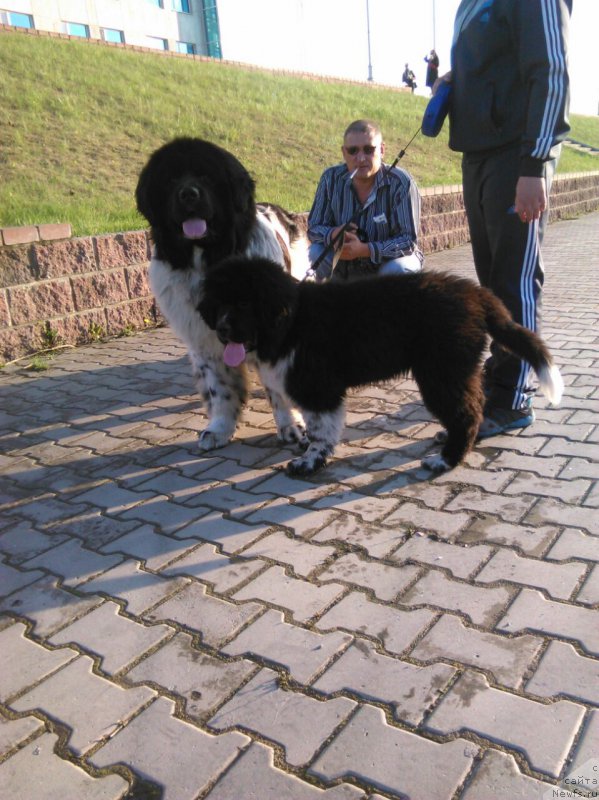 Фото: ньюфаундленд Everiya ot Sibirskogo Medvedya (Еверия от Сибирского Медведя)