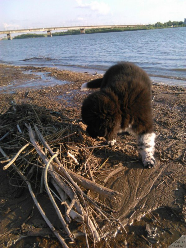 Фото: ньюфаундленд Everiya ot Sibirskogo Medvedya (Еверия от Сибирского Медведя)