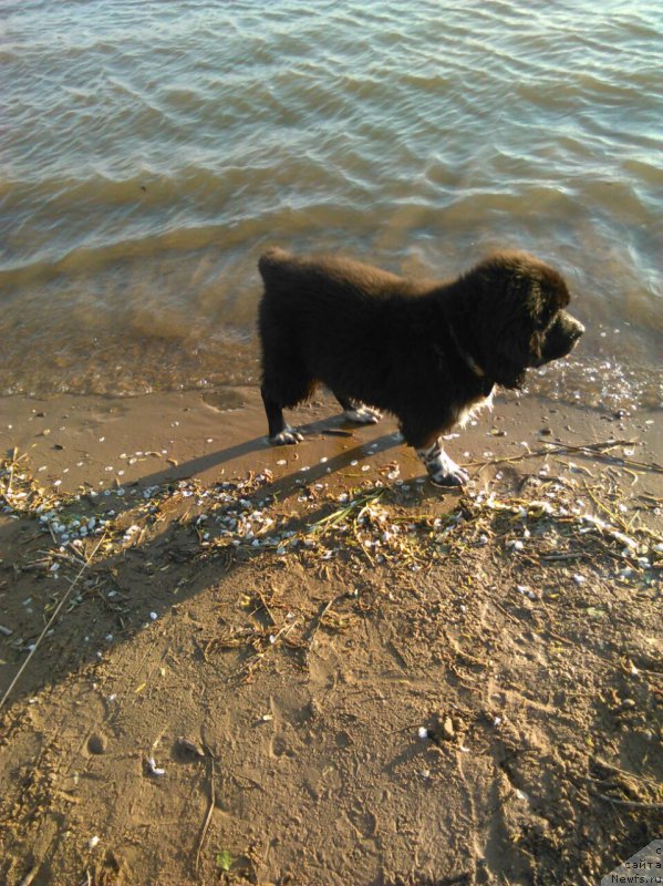 Фото: ньюфаундленд Everiya ot Sibirskogo Medvedya (Еверия от Сибирского Медведя)