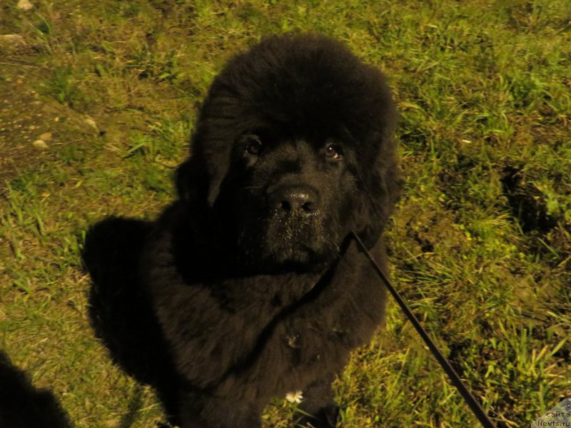 Фото: ньюфаундленд Akvatoriya Kelvin YU Myeyk May Drim (Акватория Келвин Ю Мэйк Май Дрим)