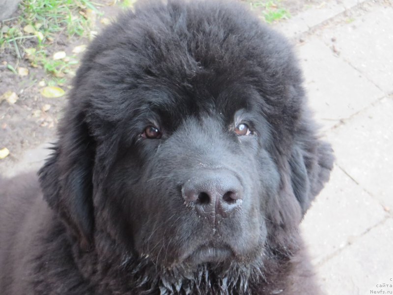 Фото: ньюфаундленд Akvatoriya Kelvin YU Myeyk May Drim (Акватория Келвин Ю Мэйк Май Дрим)