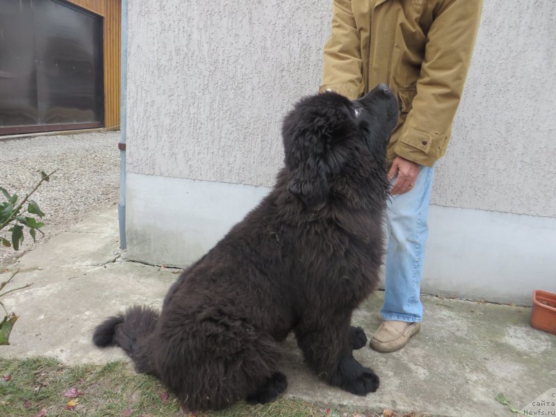 Фото: ньюфаундленд Akvatoriya Kelvin YU Myeyk May Drim (Акватория Келвин Ю Мэйк Май Дрим)