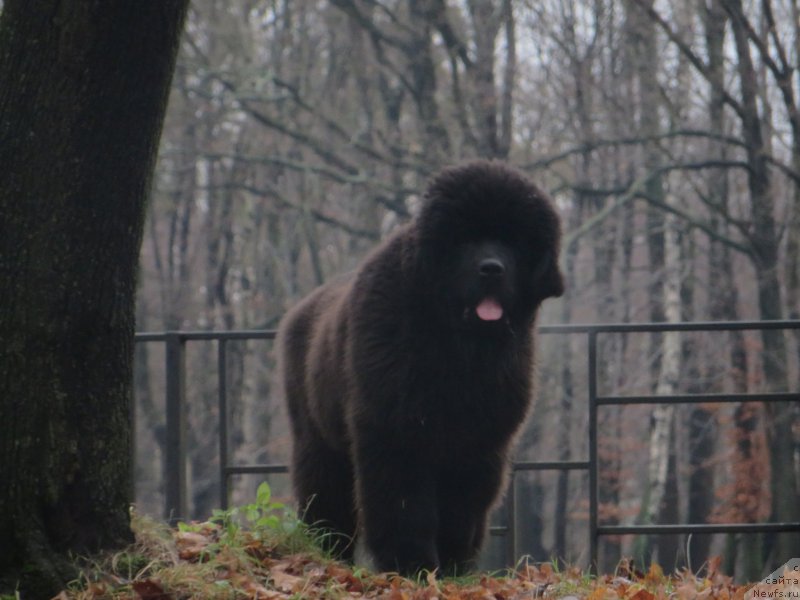 Фото: ньюфаундленд Akvatoriya Kelvin YU Myeyk May Drim (Акватория Келвин Ю Мэйк Май Дрим)