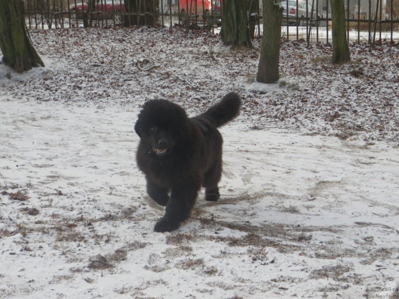 Фото: ньюфаундленд Akvatoriya Kelvin YU Myeyk May Drim (Акватория Келвин Ю Мэйк Май Дрим)