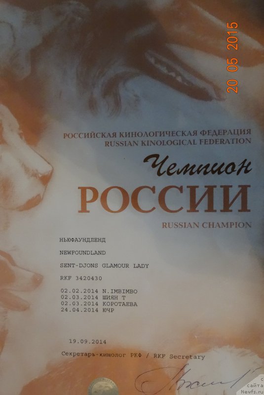 Фото: ньюфаундленд Sent Djons Glamour Lady (Сент Джонс Гламур Леди)