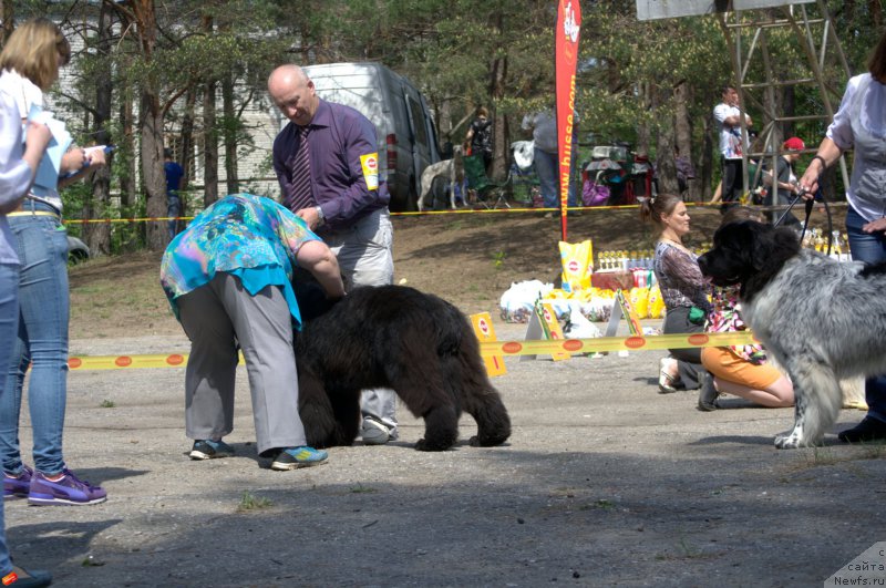 Фото: ньюфаундленд Mnogolikaya Boginya Manifik (Многоликая Богиня Манифик)