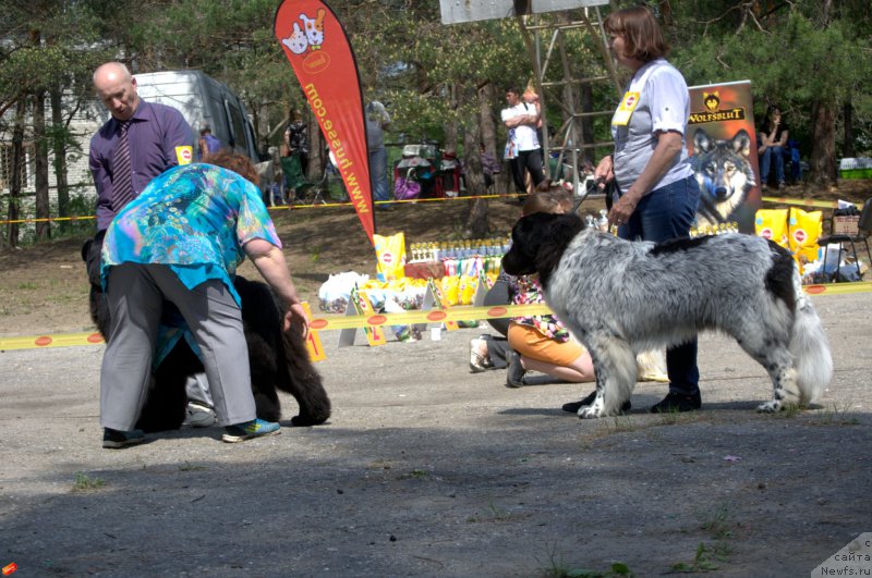 Фото: ньюфаундленд Mnogolikaya Boginya Manifik (Многоликая Богиня Манифик)