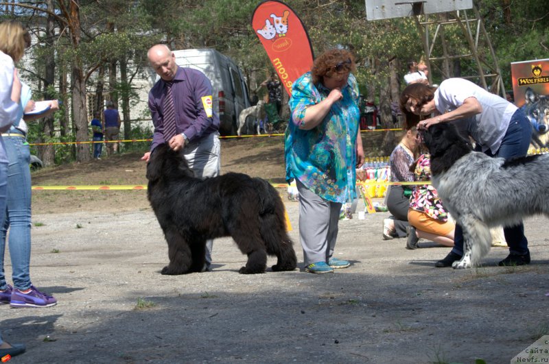 Фото: ньюфаундленд Mnogolikaya Boginya Manifik (Многоликая Богиня Манифик), ньюфаундленд Skazochnaya Kroha SHarman (Сказочная Кроха Шарман)