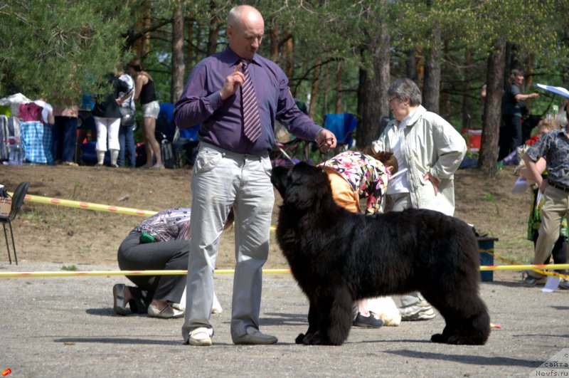 Фото: ньюфаундленд Mnogolikaya Boginya Manifik (Многоликая Богиня Манифик)