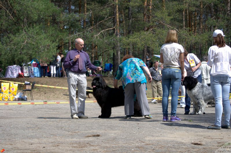 Фото: ньюфаундленд Mnogolikaya Boginya Manifik (Многоликая Богиня Манифик)