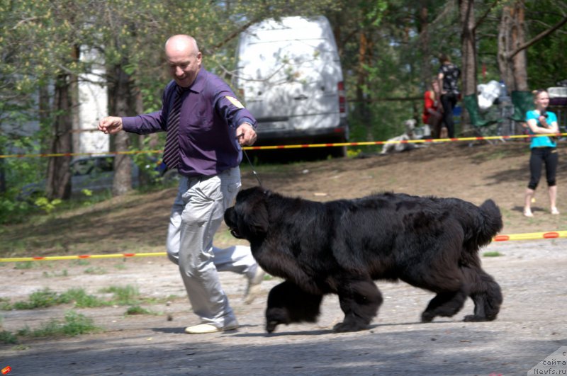 Фото: ньюфаундленд Mnogolikaya Boginya Manifik (Многоликая Богиня Манифик), Aleksey Votchal (Алексей Вотчал)