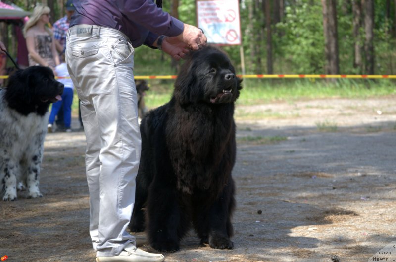 Фото: ньюфаундленд Mnogolikaya Boginya Manifik (Многоликая Богиня Манифик)