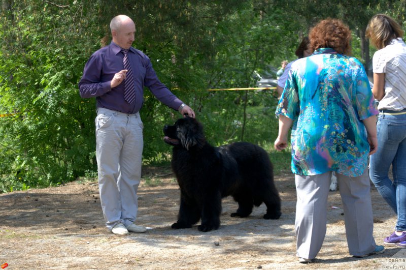 Фото: ньюфаундленд Mnogolikaya Boginya Manifik (Многоликая Богиня Манифик), Aleksey Votchal (Алексей Вотчал)