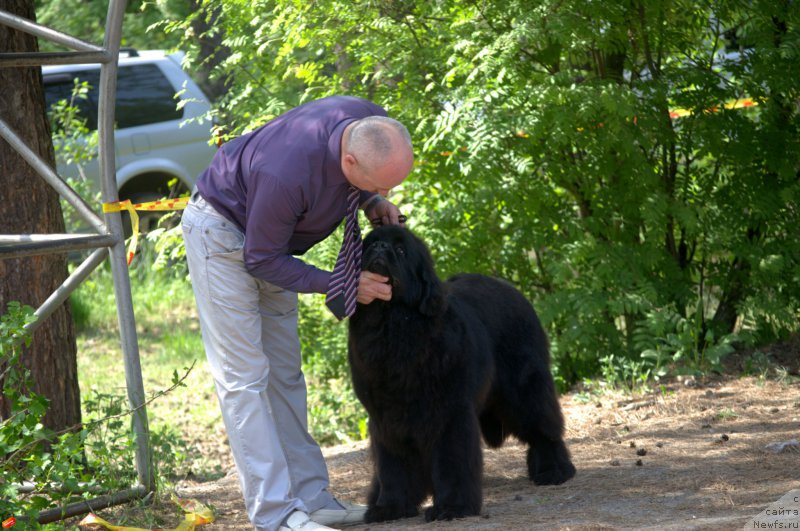 Фото: ньюфаундленд Mnogolikaya Boginya Manifik (Многоликая Богиня Манифик), Aleksey Votchal (Алексей Вотчал)